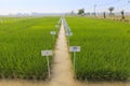 Experimental rice farm Royalty Free Stock Photo