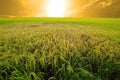 Experimental rice farm ( transgenic test) Royalty Free Stock Photo