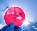 Experimenter watching hemolytic bacteria Royalty Free Stock Photo