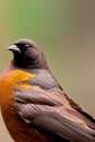 Brown Headed Cowbird Animal. AI Generated. Royalty Free Stock Photo