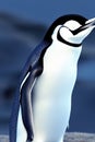 Chinstrap Penguin Animal. AI Generated. Royalty Free Stock Photo