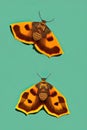 Imperial Moth Animal. AI Generated.