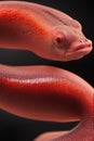 Kinabalu Giant Red Leech Animal. AI Generated.