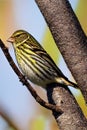 Pine Siskin Animal. AI Generated.