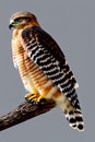 Red-Shouldered Hawk Animal. AI Generated.