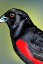 Red-winged blackbird Animal. AI Generated.