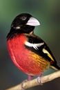 Rose-breasted Grosbeak Animal. AI Generated.