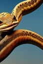 Sunset Ball Python Animal. Illustration Artist Rendering Royalty Free Stock Photo