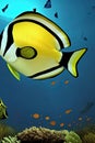 Wrought Iron Butterflyfish Animal. Illustration Artist Rendering Royalty Free Stock Photo