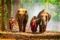 An expert on elephants or elephants is leading three elephants in a big forest. The mahout and the elephant at surin Thailand