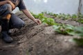 Expert farmer control weed in greenhouse