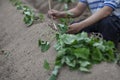 Expert farmer growing sweet potato on ridge Royalty Free Stock Photo