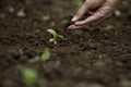 Expert farmer pouring Vermicomposting Organic Waste to vegetable Royalty Free Stock Photo