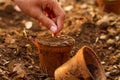 Hand sowing a seeds into a prepared pot