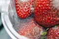 Expired strawberry fruit with mold growing on them.