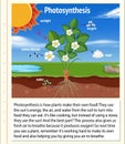 Explanation of Photosynthesis for biology and life science education Royalty Free Stock Photo