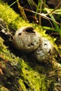 Exploded puffball mushroom