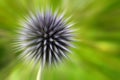 Exploding Globe Thistle