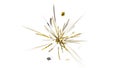 Exploding golden and silver confetti streamers and fragments bursting outwards from a central point on a clean white background Royalty Free Stock Photo