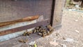 exploit honey bee hive manually by honey beekeepers but hygienic and clean