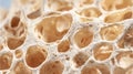 Exploration of trabecular bone structure showcasing delicate cavities and texture for understanding bone health and wellness Royalty Free Stock Photo