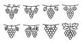 Collection of decorative hand-drawn grape clusters with leaves on vines for artistic designs Royalty Free Stock Photo