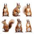 Squirrels isolated on white background. Set of 3D rendering.