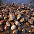 Discovering Chiton Species: Seashore Wonders Royalty Free Stock Photo