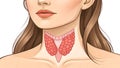Detailed anatomical illustration showing the human thyroid glands location and structure in the neck Royalty Free Stock Photo