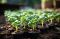 Young Lettuce Seedlings in Peat Pots in Greenhouse (AI generated) Royalty Free Stock Photo