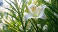 Lilies blooming in fresh splendor