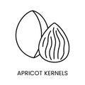 Explore the essence of Apricot Kernels, a captivating line vector icon that embodies the natural beauty and delicacy of