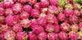 Explore the exoticism of Dragon Fruit with its natural touch and dazzling colors. Health and deliciousness in one picture Royalty Free Stock Photo