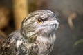 Tawny Frogmouth (Podargus strigoides)