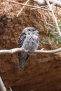 Tawny Frogmouth (Podargus strigoides)