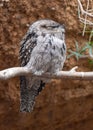 Tawny Frogmouth (Podargus strigoides)