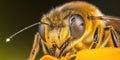 close up shot of bee on a flower, Generative AI