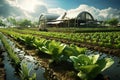 Sustainable farming concept, vegetable farm, summer time farming.