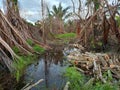 Chopped Trees and Flooded Forests in Kalimantan