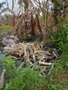 Chopped Trees and Flooded Forests in Kalimantan