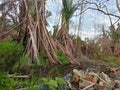 Chopped Trees and Flooded Forests in Kalimantan