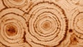 birch wood end grain texture background. ai generate