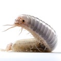 Close-up of a millipede isolated on a white background