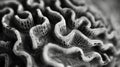 Monochrome Brain Coral Texture: Abstract Print Royalty Free Stock Photo