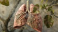 Respiratory Marvel: Detailed Human Lung Model Illustrating Vital Anatomy Royalty Free Stock Photo