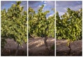 Stunning Nature in Detail: Vineyard Strains and Grapes Photography