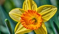 Micro Symmetry: Capturing the Intricate Details of a Daffodil. Flower Background