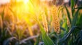 Nutrient-Enriched Crops Being Analyzed Using CRISPR Technology Royalty Free Stock Photo