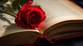 Red Rose on Open Book Romantic Close-Up View Royalty Free Stock Photo