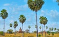 The tall palms in Bagan, Myanmar Royalty Free Stock Photo